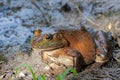 American bullfrog sitting in mud Royalty Free Stock Photo