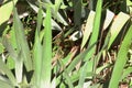 An American Bullfrong sitting on the ground, camouflaged among Iris leaves and Horsetail reeds Royalty Free Stock Photo
