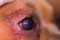 American bully dog breed with entropion and corneal ulcer Royalty Free Stock Photo