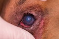 American bully dog breed with entropion and corneal ulcer Royalty Free Stock Photo