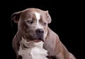 American Bully Dog Breed Royalty Free Stock Photo