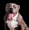 American Bully Dog Breed Royalty Free Stock Photo