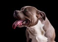 American Bully Dog Breed Royalty Free Stock Photo