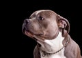 American Bully Dog Breed Royalty Free Stock Photo