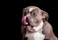 American Bully Dog Breed Royalty Free Stock Photo