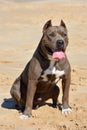 American Bully dog