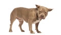 American bully dog standing on white background and looking distrustful Royalty Free Stock Photo