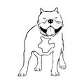 American bully dog. Bully vector illustration on white background. Royalty Free Stock Photo