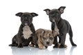 3 American bully dogs laying and standing together