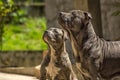 American Bully dogs waiting