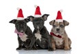 3 American bully dogs wearing santa claus hats  sitting together Royalty Free Stock Photo