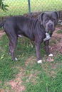 American Bully