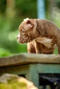 American Bully puppy purple on wooden walkway in the garden, a cute little puppy sports and playing in the garden, copy