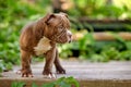 American Bully puppy purple on wooden walkway in the garden, a cute little puppy sports and playing in the garden, copy