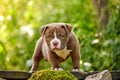 American Bully puppy purple on wooden walkway in the garden, a cute little puppy sports and playing in the garden, copy