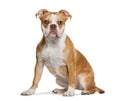 american bully sitting and looking at camera on white background Royalty Free Stock Photo