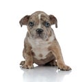 American bully sitting and looking curiously Royalty Free Stock Photo