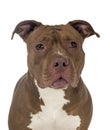 American bully in studio