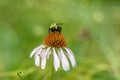 American Bumble Bee - Bombus pensylvanicus Royalty Free Stock Photo