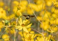 American Bumble Bee, Bombus pensylvanicus Royalty Free Stock Photo