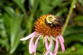 American Bumble Bee - Bombus pensylvanicus Royalty Free Stock Photo