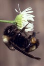 American Bumble Bee on Daisy Royalty Free Stock Photo