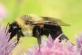 Common Eastern Bumble Bee foraging on a chive blossom.