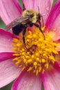 American Bumble Bee on Pink FLower Royalty Free Stock Photo