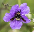 American Bumble Bee Purple Flower Royalty Free Stock Photo