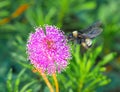 American bumblebee - Bombus pensylvanicus in flight showing pollen, on a pink Sunshine mimosa - Mimosa strigillosa Royalty Free Stock Photo