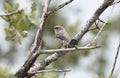 Bushtit bird at Lake Watson Park, Prescott Arizona Royalty Free Stock Photo