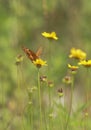 American butterflies