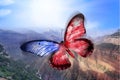 American Butterfly Freedom Royalty Free Stock Photo