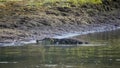 American caiman at the water\'s edge basks in the rays of the evening sun Royalty Free Stock Photo