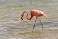 American or Caribbean flamingo (Phoenicopterus ruber) foraging in water,