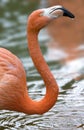 The American or Caribbean Flamingo Phoenicopterus ruber Royalty Free Stock Photo