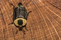 American Carrion Beetle Royalty Free Stock Photo