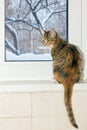 American cat sitting on the windowsill and looking out the window. Royalty Free Stock Photo