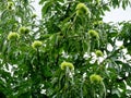 American chestnut or Castanea dentata tree.