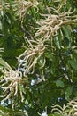 American chestnut flowers