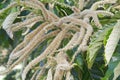 American chestnut flowers