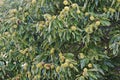 American chestnut fruits