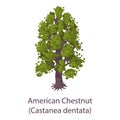 American chestnut icon, flat style