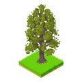 American chestnut icon, isometric style