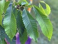 Tree Identification: American Chestnut Tree Leaf