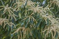 American chestnut male flowers