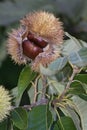 American chestnut nuts