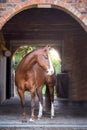 American chestnut Quarter horse at Stable Barn Royalty Free Stock Photo