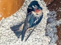 American Cliff Swallow At Nest
