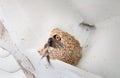 American cliff swallow nest, Sundial Bridge, Redding, California Royalty Free Stock Photo